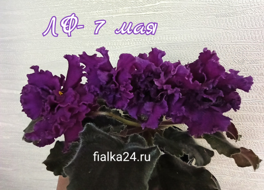 ЛФ-7 Мая