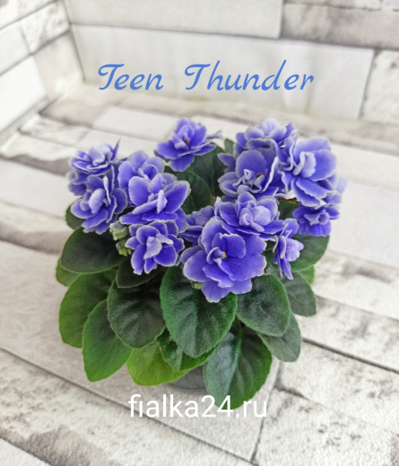 Teen Thunder (Pittman)