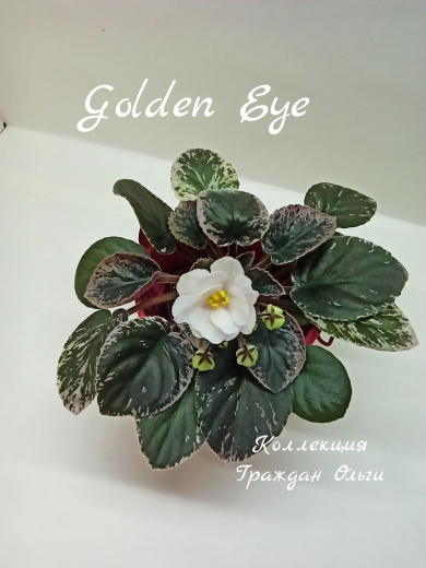 Golden Eye (Sorano)