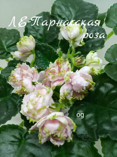 ЛЕ-Парнасская роза
