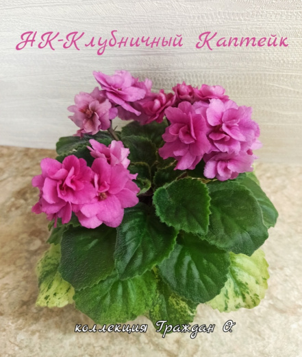НК-Клубничный Каптейк