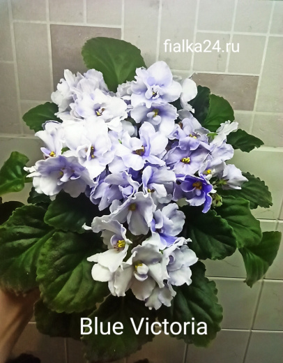 Blue Victoria (Volkmann)