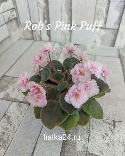 Rob's Pink Puff (Robinson)