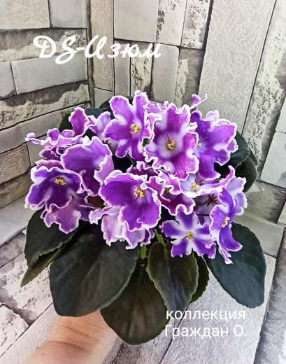 DS-Изюм 