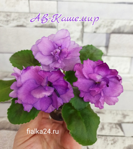 АВ-Кашемир