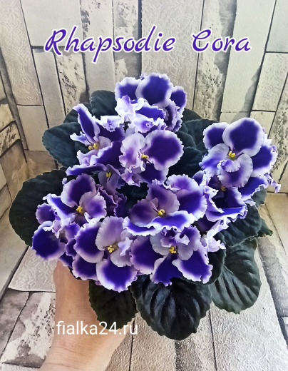 Optimara Rhapsodie Cora (Holtkamp)