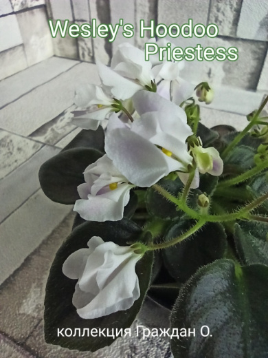 Wesley's Hoodoo Priestess (Carter)