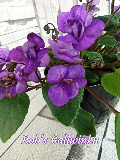Rob's Galiwinku (Robinson)