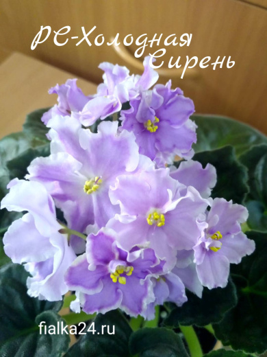 РС-Холодная Сирень