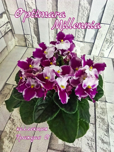Optimara Millennia (Holtkamp)