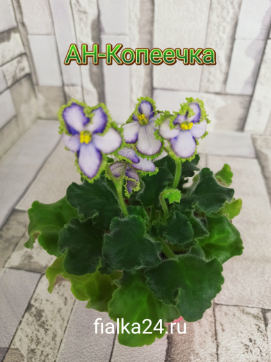 АН-Копеечка