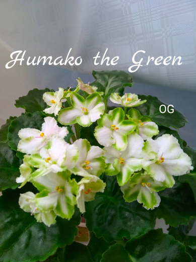 Humako The Green (Humako)