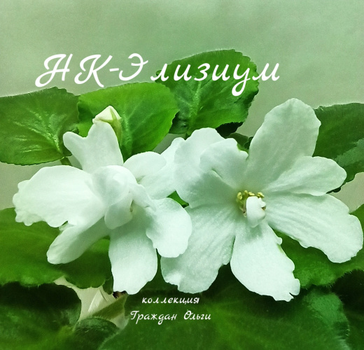 НК-Элизиум