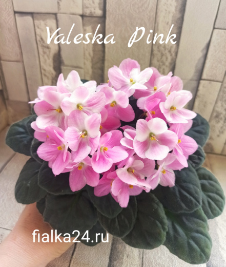 Valeska Pink (Fischer)