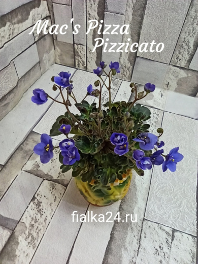 Mac’s Pizza Pizzicato (McDonald)