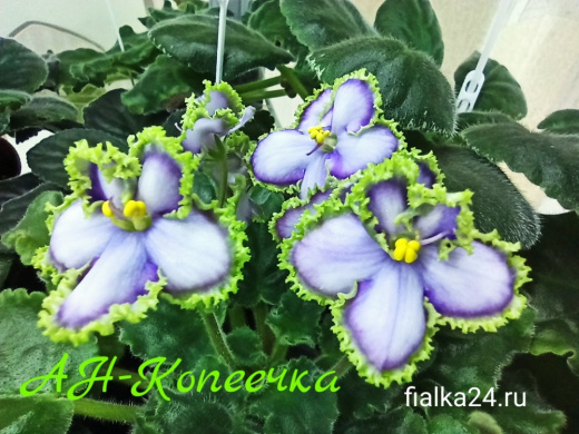 АН-Копеечка