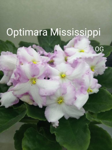 Optimara Mississippi (Holtkamp)