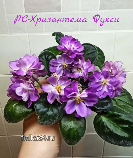 РС-Хризантема Фукси