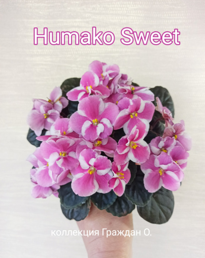 Humako Sweet