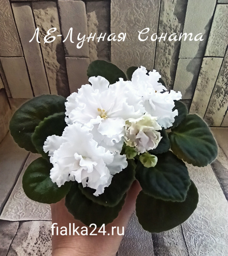 ЛЕ-Лунная Соната