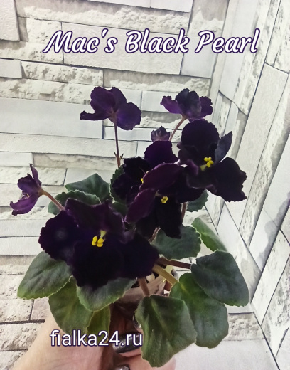 Mac's Black Pearl (McDonald)