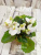 Cloud Puff (Pittman)