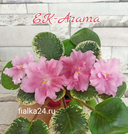ЕК-Агата