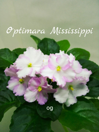 Optimara Mississippi (Holtkamp)