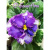 Ф-Белые Ночи