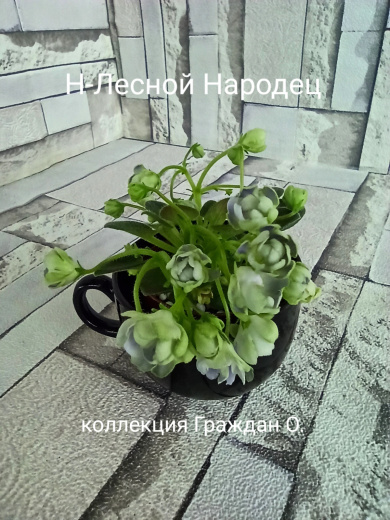 ЛЕ-Лесной Народец