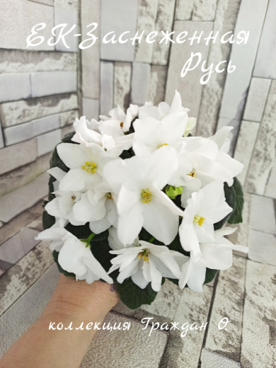 ЕК-Заснеженная Русь