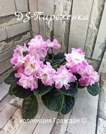 DS-Пироженка