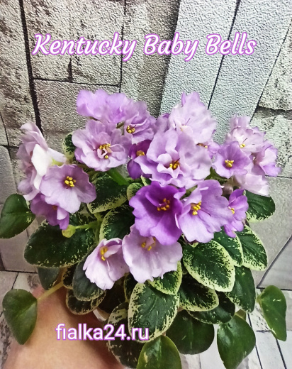 Kentucky Baby Bells (Rollins)
