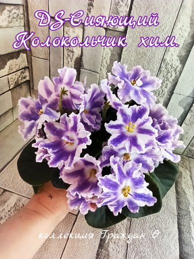 DS-Сияющий Колокольчик (химера)