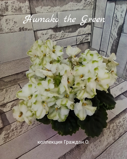 Humako The Green (Humako)