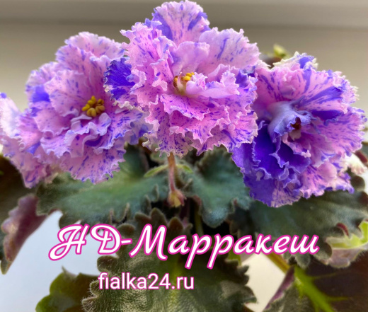 НД-Марракеш