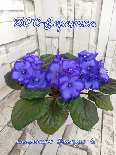 БОС-Вероника (Баронов)