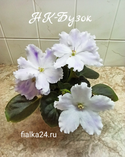 НК-Бузок