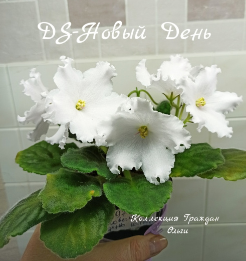 DS-Новый День