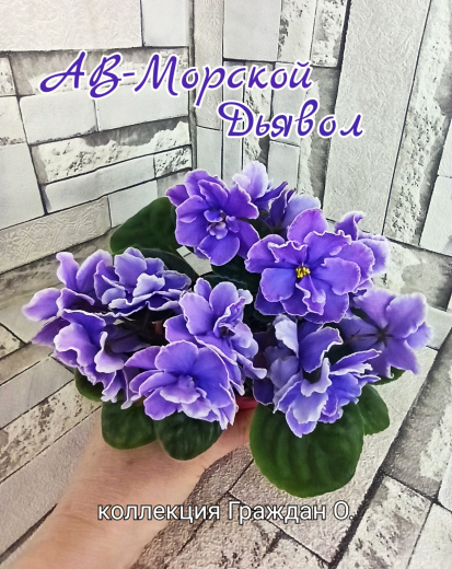 АВ-Морской Дьявол