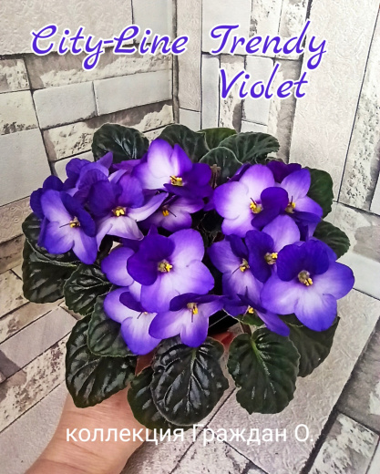 City-Line Trendy Violet (Marienoord)