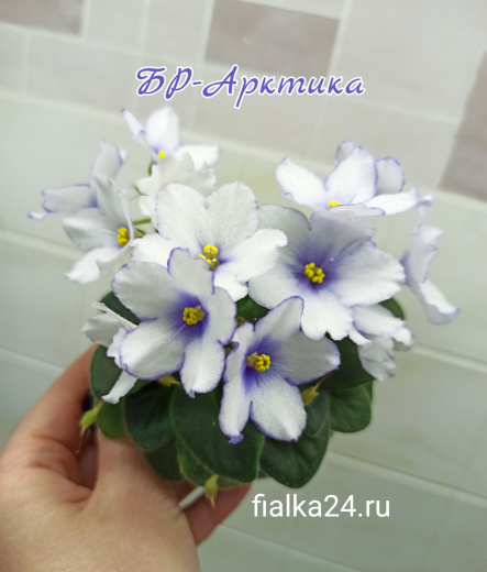 БР-Арктика 