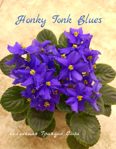 Honky Tonk Blues (LLG/Sorano)