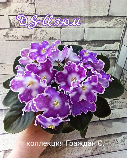 DS-Изюм 