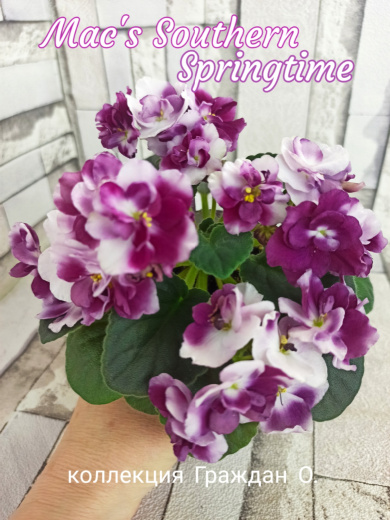 Mac’s Southern Springtime (McDonald)