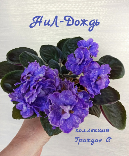 НиЛ-Дождь