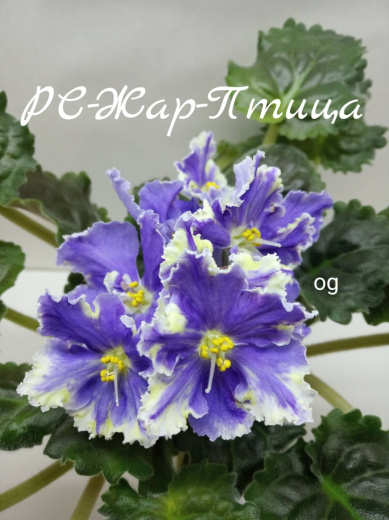 РС-Жар-птица