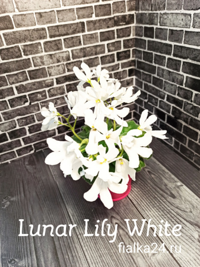 Lunar Lily White (Dates)