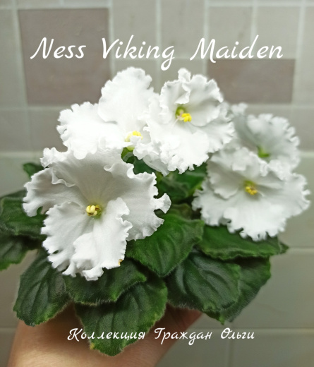 Ness Viking Maiden (Ness)