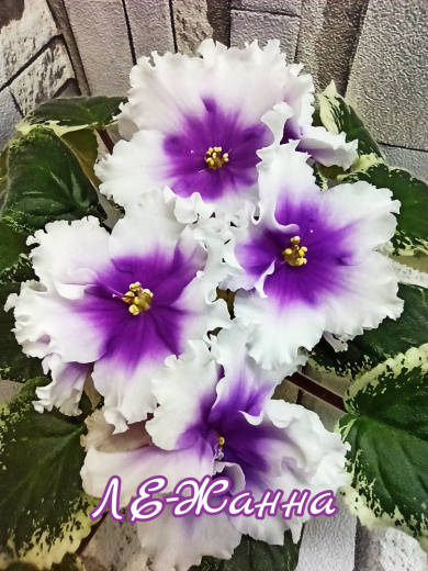 ЛЕ-Жанна